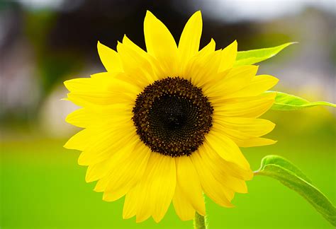 Yellow Sunflower In Close Up Photography 5834x4000 Resolution Wallpaper