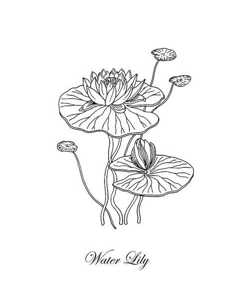 Water Lily Flower Botanical Drawing Drawing By Irina Sztukowski
