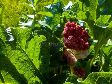 Flowering Red Rhubarb Plant In A Garden Stock Photo Image Of Edible