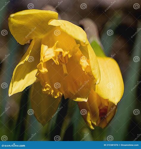 Daffodil Close Up Stock Photo Image Of Flowerstagram 272381076
