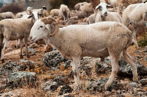 Premium Photo Ovis Orientalis Aries The Sheep Is A Domestic Quadruped