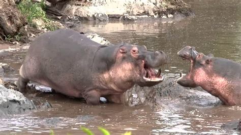 Hippos Vs Crocodile Hippo Pool Serengeti Tanzania Upload Time 25
