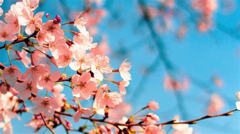 White Sakura Flowers Branch In Blue Sky Background Hd Flowers