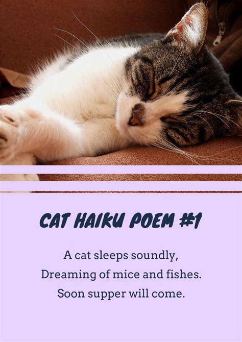 cat poem riddles with answers funny foster womess