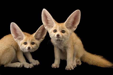 Find Out Some Remarkable Adaptations The Fennec Fox Developed To