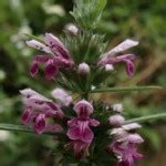 But one weed in particular may help you change your mind about them: Hay Fever Fall - Weed Pollen in New York - Hui Allergy ...