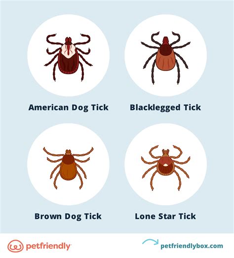 Where Are Ticks Most Commonly Found On Dogs