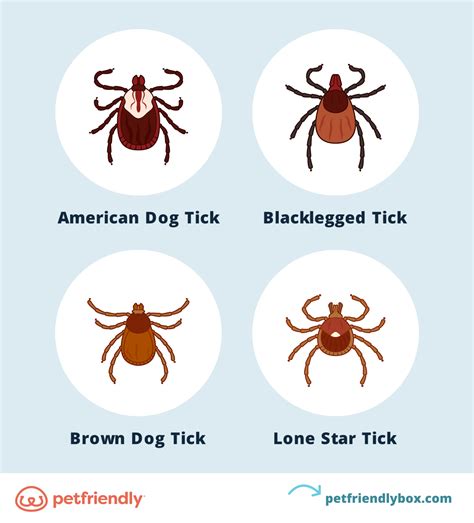 4 Common Types Of Ticks On Dogs And What To Expect