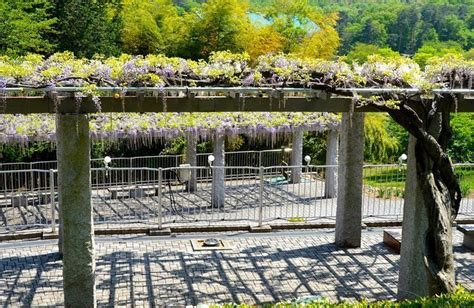 Daanis Pergola Japanese Wisteria