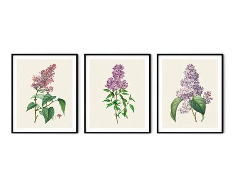 Lilac Prints Set Of 3 Purple Flower Prints Lilac Wall Art Lilac Decor