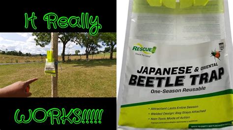 Japanese Beetle Traps That Work Great Get You Some Youtube