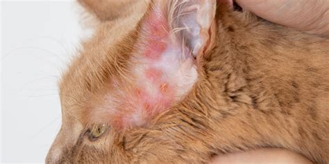 Urticaria In Cats Causes Symptoms And Treatment Unianimal
