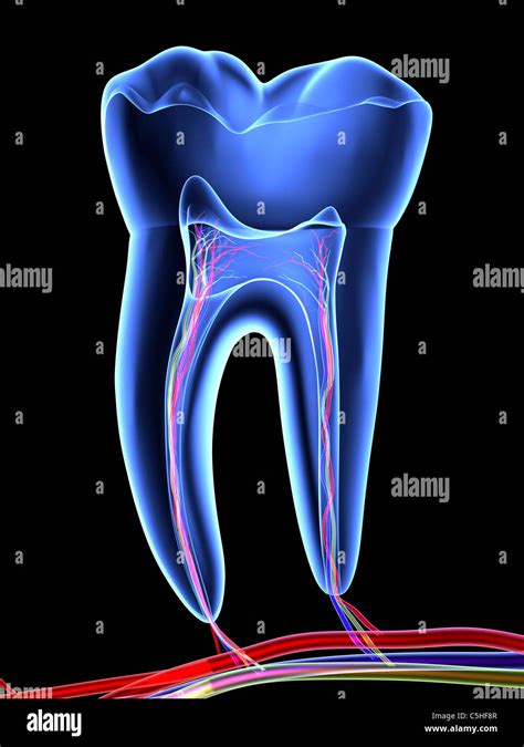 Molar Tooth Stock Photo Alamy