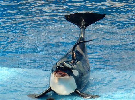 Captive Orca Died Suddenly At Seaworld Pet Rescue Report