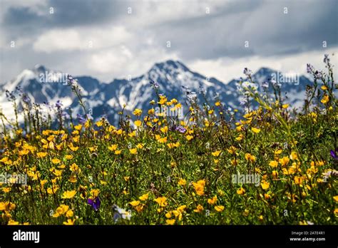 Full Wildflowers Hi Res Stock Photography And Images Alamy