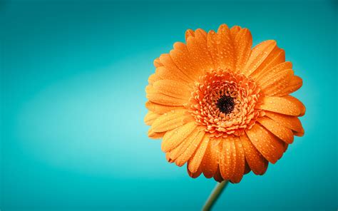 Download Wallpaper 2560x1600 Gerbera Flower Drops Petals Macro