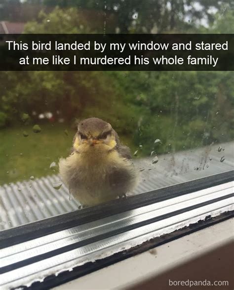 50 Times People Snapchatted Birds Doing Funny Things