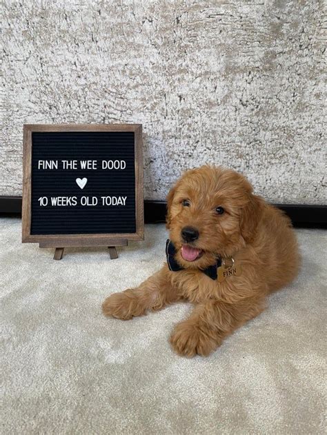A Brown Dog Laying Next To A Sign That Says Finn The Wee Dood 10 Weeks