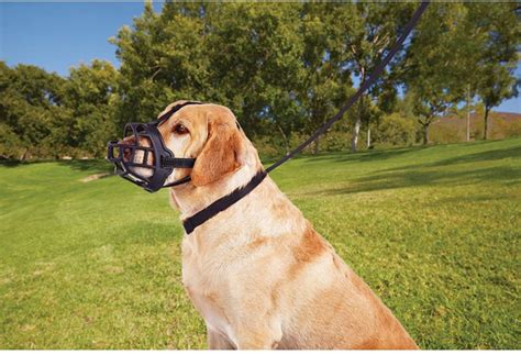 Best Dog Muzzle Best Dog Muzzles To Prevent Biting The Pawcollar