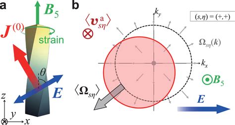 Schematic Pictures For The Nonlinear Spin Hall Effect In Topological