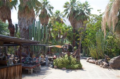 Shop our light and vibrant new stuff. Palm Springs Nursery Plants