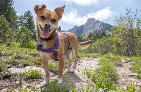 10 Dog Friendly Hiking Trails