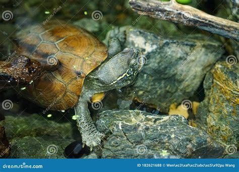 Tortoise Rock Closeup In Water Stock Photo Image Of Amphibious Park