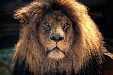 4k Lion Hd Hd Animals 4k Wallpapers Images Backgrounds Photos And