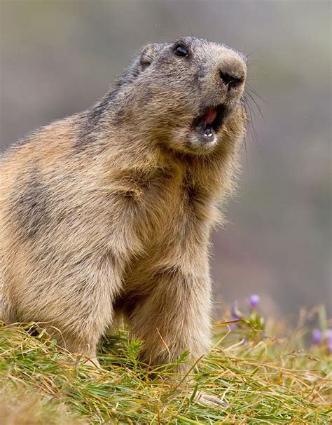 Alpine Marmot (Marmota marmota) | Marmot, Animals wild ...