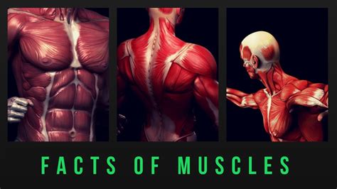 Facts About The Muscular System Youtube