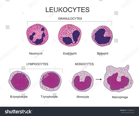 Leukocytes White Blood Cell Type Chart ภาพประกอบสต็อก 743080423