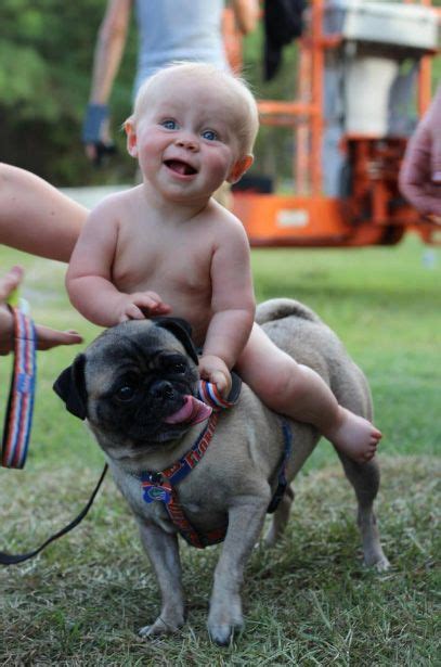 Very Cute Pug Almost Like A Mini Horse For The Baby Lol