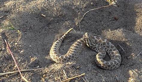 Oklahoma Farm Report - Snake Spotting - What to Look For When