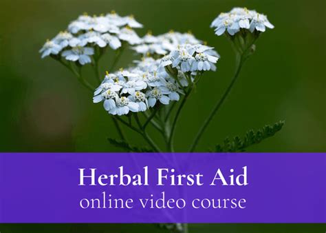 White Pine Herb Of The Week · Commonwealth Holistic Herbalism
