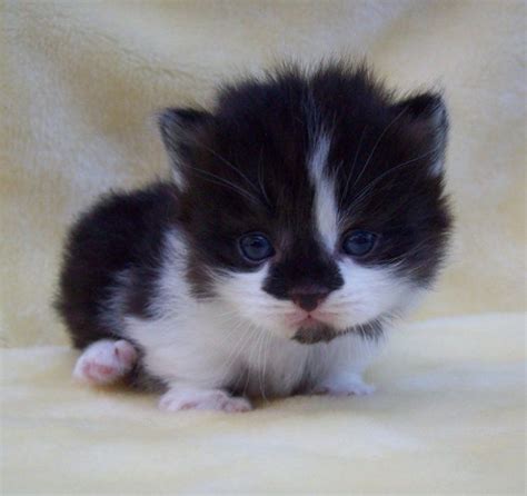 13 Best Catskittens Kittas Images On Pinterest Cats