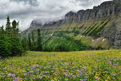 Glacier National Park Wildflowers 6 Photograph By Dean Hueber Fine