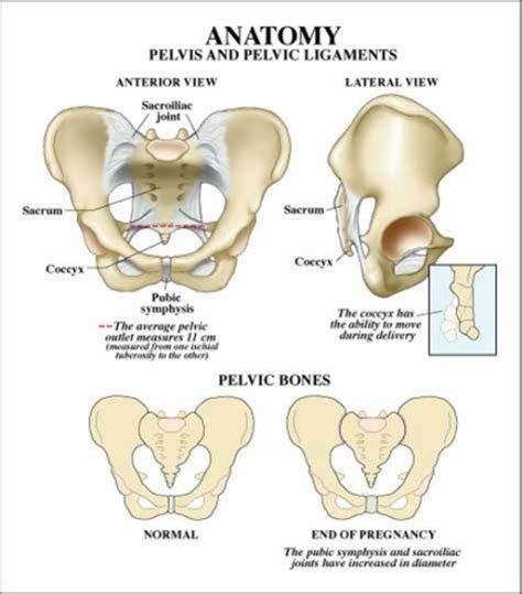 Three bones develop from separate ossifications, within a single cartilage plate. Pelvic anatomy related to shoulder dystocia