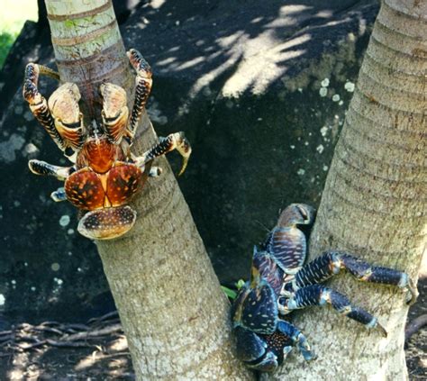 Coconut Crabs All About The Heaviest And Strongest Crabs