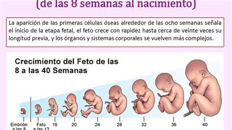 Etapas Del Desarrollo Prenatal Humano Images