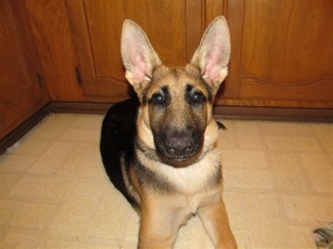 Show Me Those Gigantic Ears Page 3 German Shepherd Dog Forums
