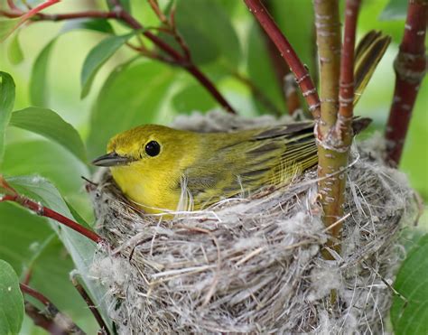 Yellow Warbler Birds And Blooms
