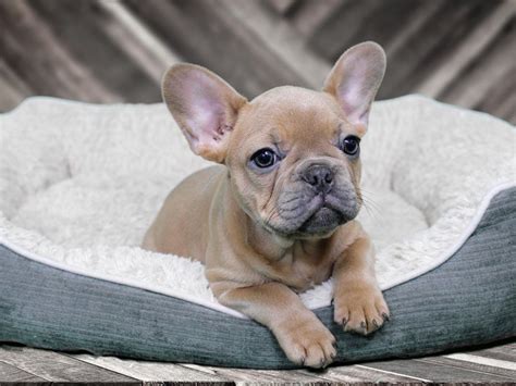 Feeling like getting some fantastic french bulldog puppies for your home? French Bulldog-DOG-Female-BLUE FAWN-2219478-Petland Racine, WI