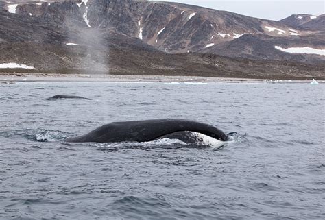 The Mystery Of The Oldest Bowhead Whale Arctic Kingdom