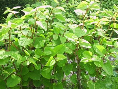 Problems With Japanese Knotweed