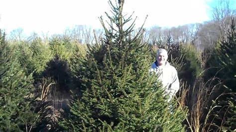Chris Orser Landscaping Norway Spruce Trees For Sale Youtube
