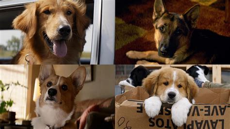 Beehive Movie Review A Dogs Purpose