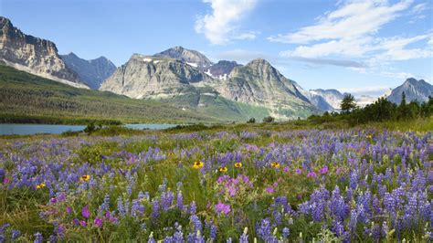 Download 1366x768 Wallpaper Glacier National Parks Flowers Tablet