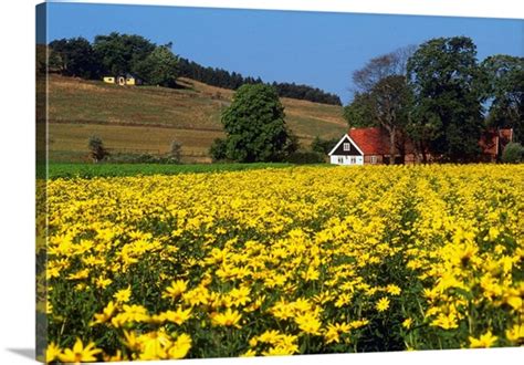 Find the perfect sweden landscape stock photo. Sweden, Skane, Ystad, Swedish landscape with yellow ...