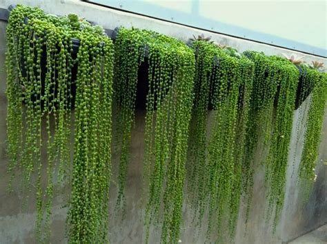 How To Grow And Care For A String Of Pearls World Of Succulents