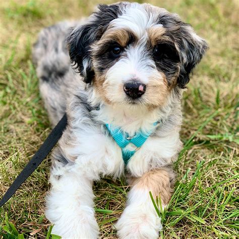 River The F1 Aussiedoodle 9 Weeks Old Raussiedoodle